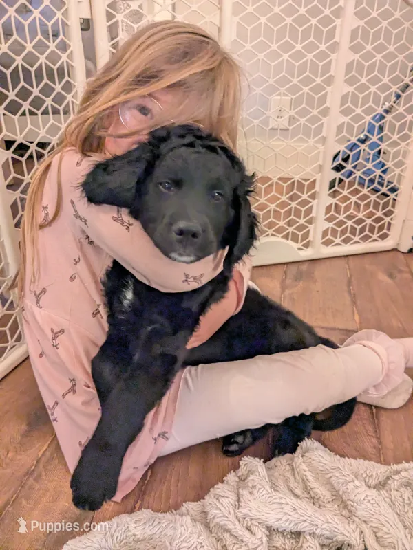 Cornelius – Miniature Bernedoodle, Miniature Goldendoodle puppy for sale in Mansfield, OH