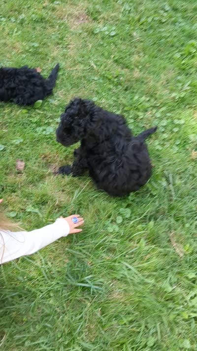 Violet (BoRa), a female Miniature Bernedoodle and Miniature Goldendoodle for sale in Mansfield, OH – 5 of 9