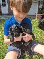 Nico, a male Miniature Bernedoodle for sale in Mansfield, OH – 2 of 2