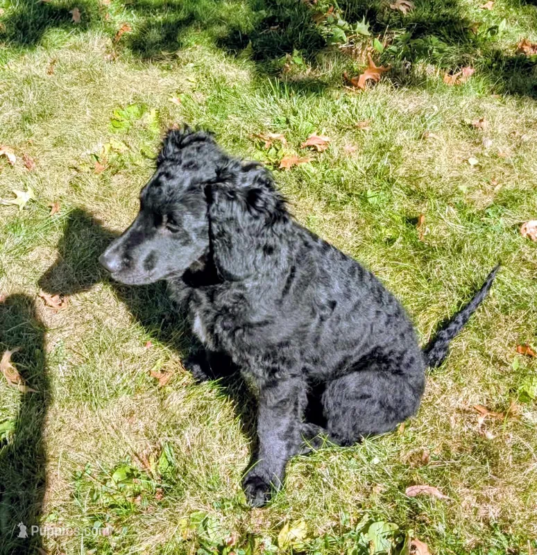 Nico – Miniature Bernedoodle, Miniature Goldendoodle puppy for sale in Mansfield, OH