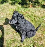 Nico, a male Bernedoodle and Miniature Goldendoodle for sale in Mansfield, OH – 7 of 10