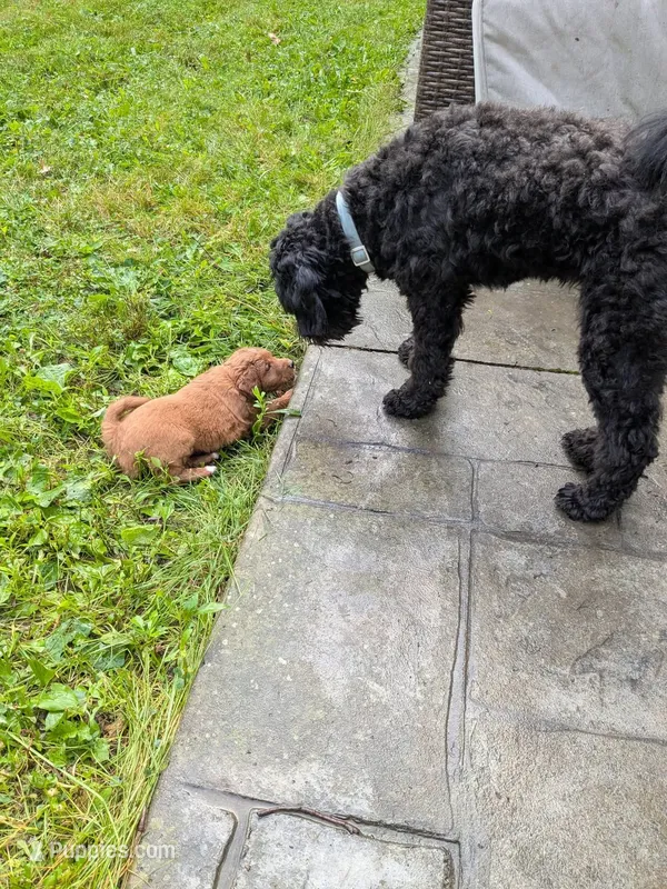 Lionel (Leo) – Miniature Bernedoodle, Miniature Goldendoodle puppy for sale in Mansfield, OH