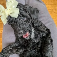 Brenna, a female Miniature Bernedoodle and Miniature Goldendoodle for sale in Mansfield, OH – Photo 8 of 10