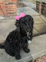 Brenna, a female Miniature Bernedoodle and Miniature Goldendoodle for sale in Mansfield, OH – Photo 10 of 10