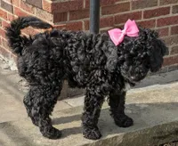 Brenna, a female Miniature Bernedoodle and Miniature Goldendoodle for sale in Mansfield, OH – Photo 4 of 10