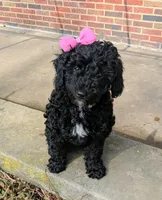 Brenna, a female Miniature Bernedoodle and Miniature Goldendoodle for sale in Mansfield, OH – Photo 2 of 10