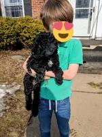 Brenna, a female Miniature Bernedoodle and Miniature Goldendoodle for sale in Mansfield, OH – Photo 6 of 10