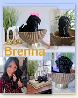 Brenna, a female Miniature Bernedoodle and Miniature Goldendoodle for sale in Mansfield, OH – Photo 9 of 10