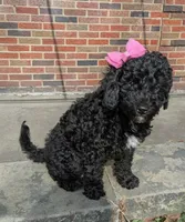 Brenna, a female Miniature Bernedoodle and Miniature Goldendoodle for sale in Mansfield, OH – Photo 3 of 10