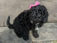 Brenna, a female Miniature Bernedoodle and Miniature Goldendoodle for sale in Mansfield, OH – Photo 5 of 10