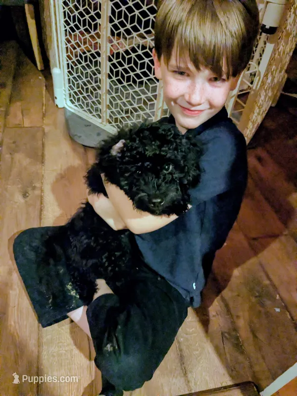 Violet AKA BoR – Miniature Bernedoodle, Miniature Goldendoodle puppy for sale in Mansfield, OH