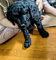 Cornelius, a male Miniature Bernedoodle for sale in Mansfield, OH – 2 of 2