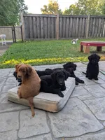 Violet (BoRa), a female Miniature Bernedoodle and Miniature Goldendoodle for sale in Mansfield, OH – 8 of 9