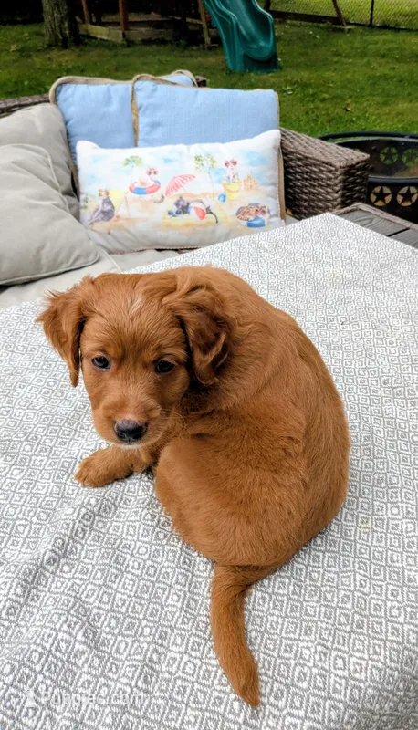 Leo AKA Brownie – Miniature Goldendoodle, Golden Mountain Doodle puppy for sale in Mansfield, OH