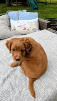 Leo AKA Brownie, a male Miniature Bernedoodle and Miniature Goldendoodle for sale in Mansfield, OH – 2 of 10