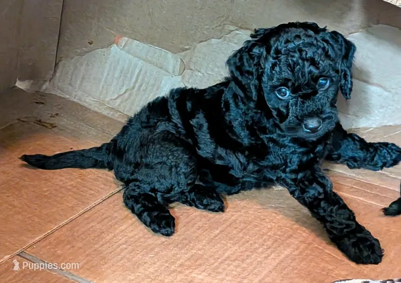 Violet (BoRa) – Miniature Bernedoodle puppy for sale in Mansfield, OH