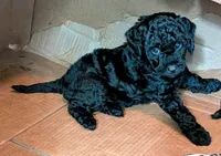 Violet (BoRa), a female Miniature Bernedoodle for sale in Mansfield, OH – 2 of 2