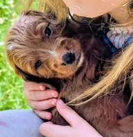 Lionel (Leo), a male Miniature Bernedoodle for sale in Mansfield, OH – 2 of 7