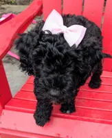 Cordelia , a female Miniature Bernedoodle and Miniature Goldendoodle for sale in Mansfield, OH – 7 of 10