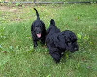 Cordelia , a female Miniature Goldendoodle for sale in Mansfield, OH – 4 of 7