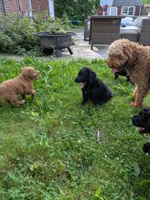 Cornelius, a male Bernedoodle and Golden Mountain Doodle for sale in Mansfield, OH – 9 of 10