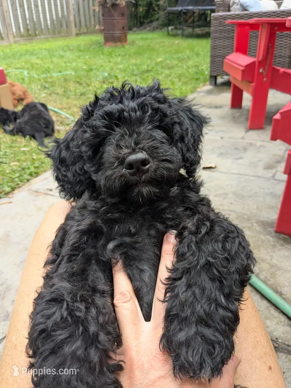 Cordelia  – Miniature Bernedoodle, Miniature Goldendoodle puppy for sale in Mansfield, OH