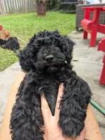 Cordelia , a female Miniature Bernedoodle and Miniature Goldendoodle for sale in Mansfield, OH – 4 of 10