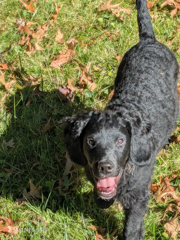Nico – Miniature Bernedoodle, Miniature Goldendoodle puppy for sale in Mansfield, OH