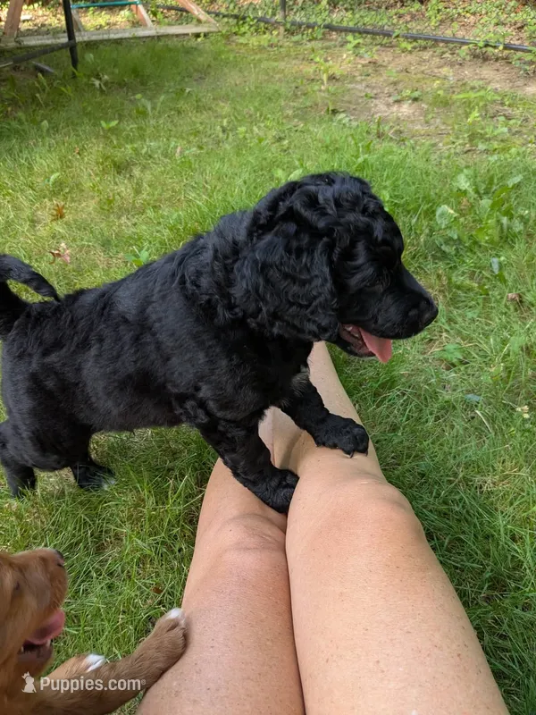 Nico – Miniature Bernedoodle puppy for sale in Mansfield, OH