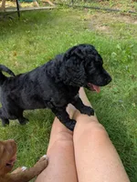 Nico, a male Miniature Bernedoodle and Miniature Goldendoodle for sale in Mansfield, OH – 4 of 5