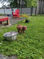 Leo AKA Brownie, a male Miniature Goldendoodle for sale in Mansfield, OH – 8 of 10