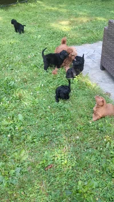 Cordelia , a female Miniature Goldendoodle for sale in Mansfield, OH – 7 of 7