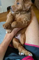 Lionel (Leo), a male Miniature Bernedoodle and Miniature Goldendoodle for sale in Mansfield, OH – 3 of 7