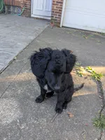 Nico, a male Goldendoodle and Bernedoodle for sale in Mansfield, OH – 3 of 10