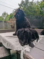 Nico, a male Miniature Bernedoodle for sale in Mansfield, OH – 2 of 10