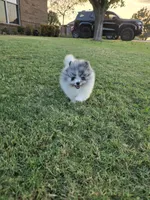 Pandora, a female Pomeranian for sale in Anna, TX – 3 of 6