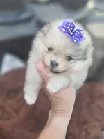Deliah, a female Pomeranian for sale in Anna, TX – 5 of 5