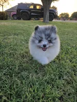 Pandora, a female Pomeranian for sale in Anna, TX – 2 of 6