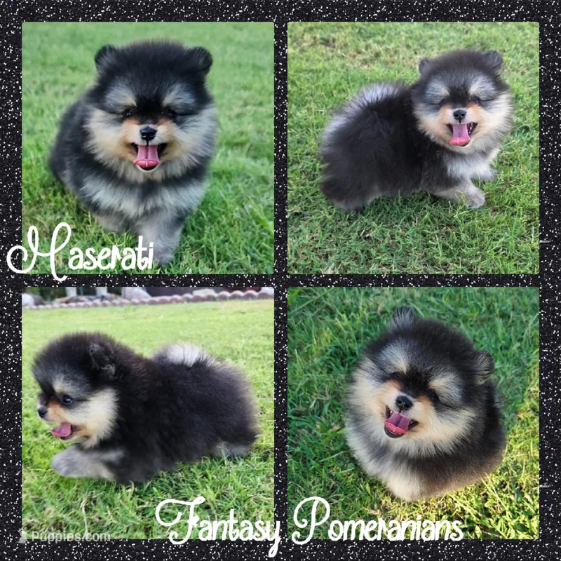 Maserati  – Pomeranian puppy for sale in Anna, TX