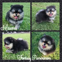 Maserati , a male Pomeranian for sale in Anna, TX – 1 of 1