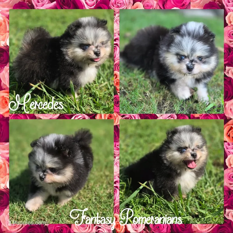Mercedes – Pomeranian puppy for sale in Anna, TX