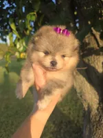 Dazzy, a female Pomeranian for sale in Anna, TX – 2 of 8