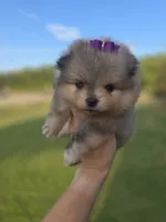 Dazzy, a female Pomeranian for sale in Anna, TX – 7 of 8