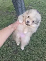 Deliah, a female Pomeranian for sale in Anna, TX – 2 of 5