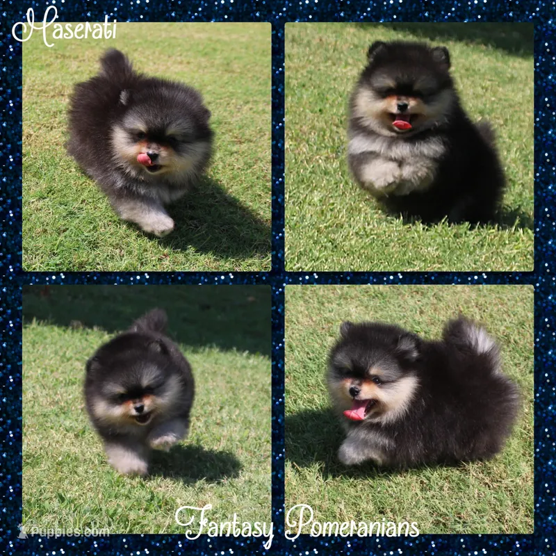 Maserati  – Pomeranian puppy for sale in Anna, TX