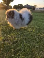Pandora, a female Pomeranian for sale in Anna, TX – 4 of 6