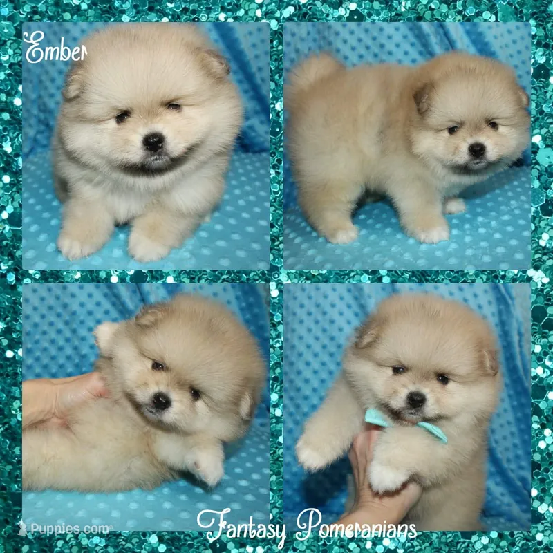 Ember – Pomeranian puppy for sale in Anna, TX