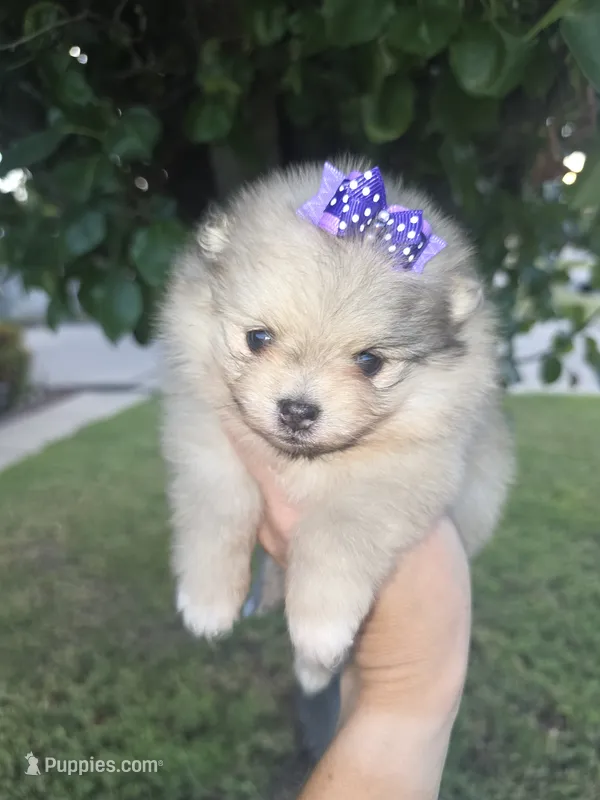Deliah – Pomeranian puppy for sale in Anna, TX