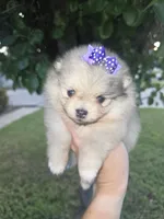 Deliah, a female Pomeranian for sale in Anna, TX – 1 of 5