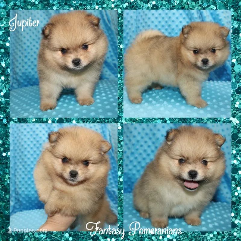 Jupiter – Pomeranian puppy for sale in Anna, TX